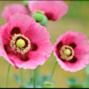 Meet your Posher, Jane